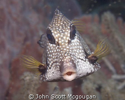 A smooth trunkfish was batting its eyelashes at us throug... by John Scott Mcgougan 